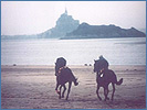 Entraînement des chevaux en Baie du Mont St Michel